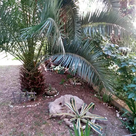Crvena Orhideja Split
