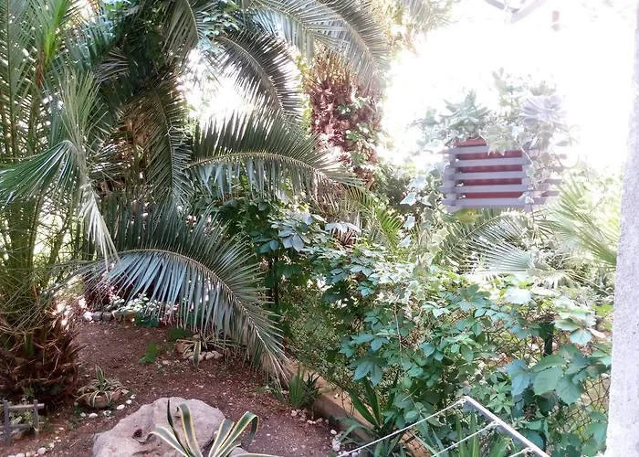 Crvena Orhideja Split